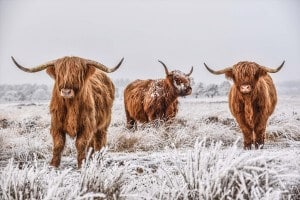 schilderij op glas koeien in sneeuw 120x80 cm